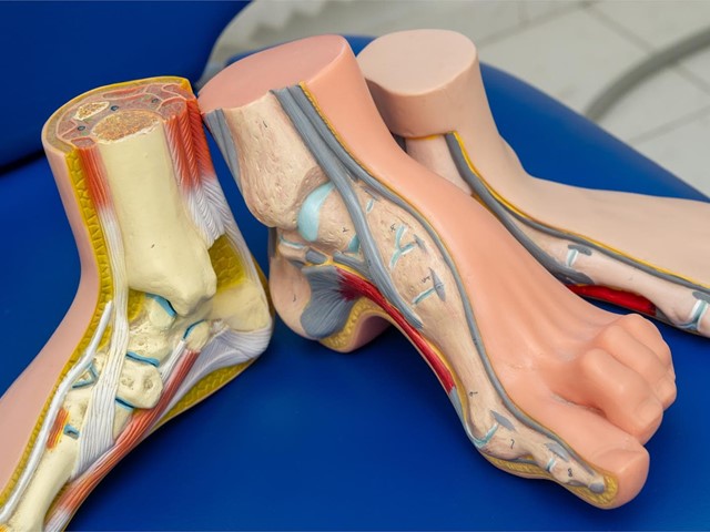 La relación entre los problemas circulatorios y la salud de los pies